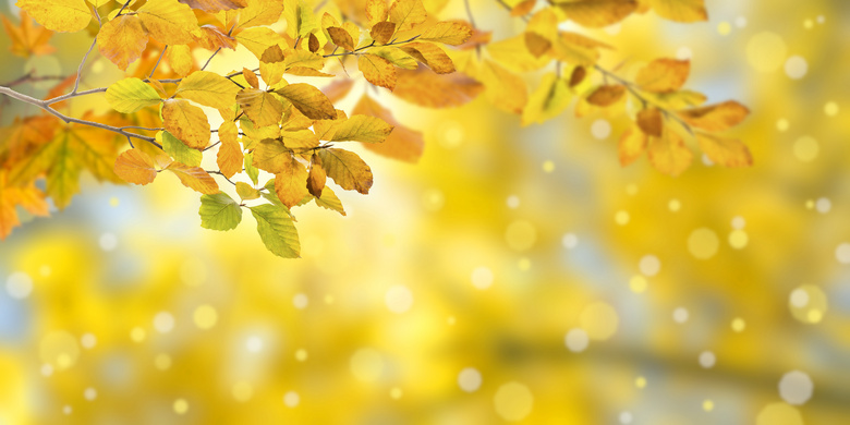 模糊效果光斑与枯黄的树叶高清图片