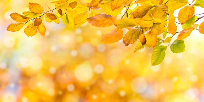 梦幻散景光斑与秋天的树叶高清图片