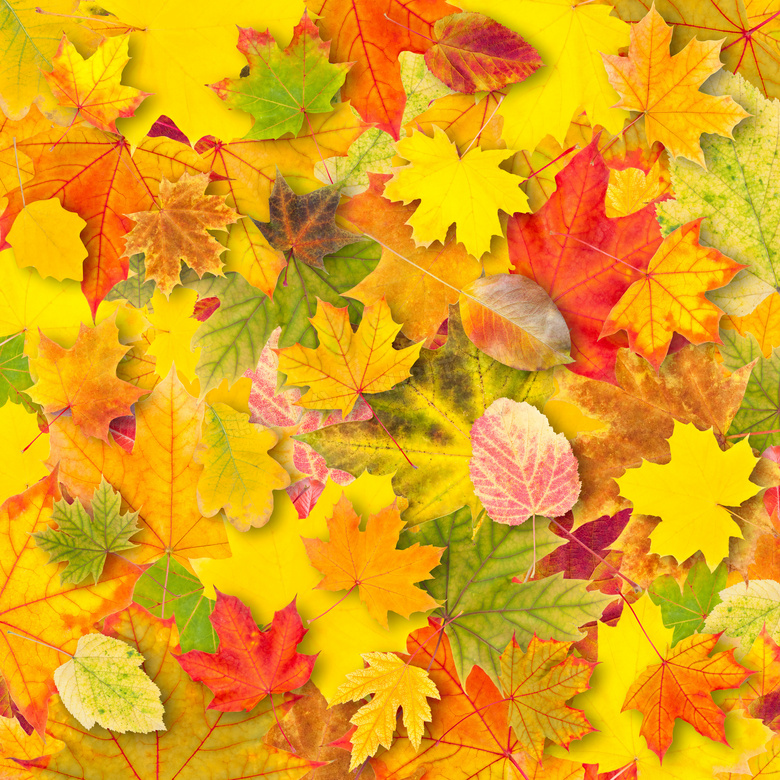 秋天发黄的树叶等背景摄影高清图片