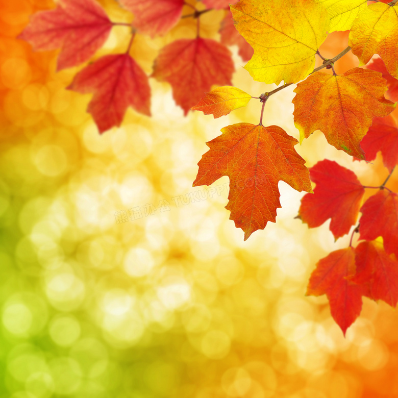 散景与秋天红色梧桐叶摄影高清图片
