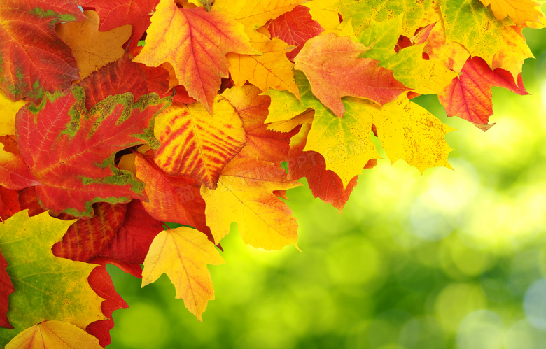 红黄树叶夹杂在一起的秋天背景图片