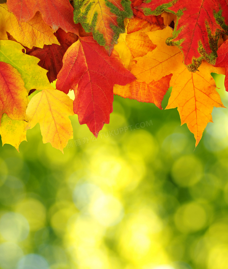 用朦胧光效点缀的秋天树叶高清图片