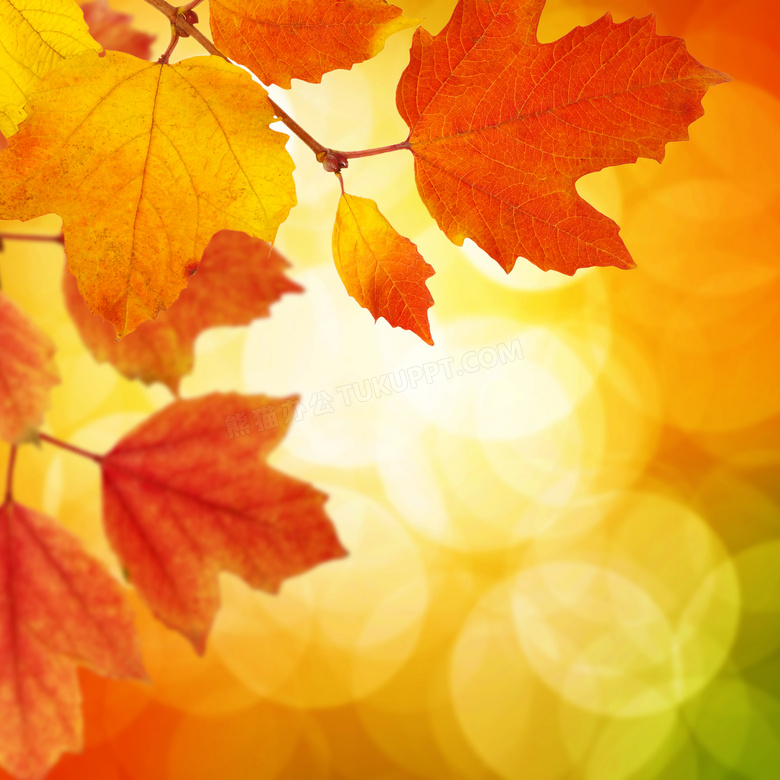 耀眼光斑与秋天的树叶摄影高清图片