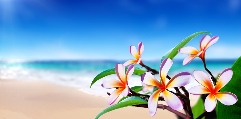 生长在海边的花卉植物摄影高清图片