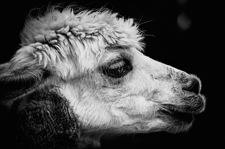 一只黑暗场景中的骆驼摄影高清图片