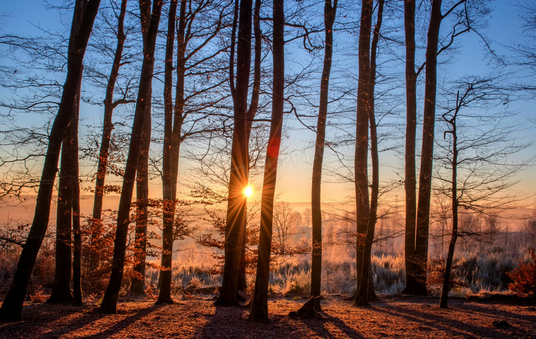寒冷冬天凋零树木逆光摄影高清图片