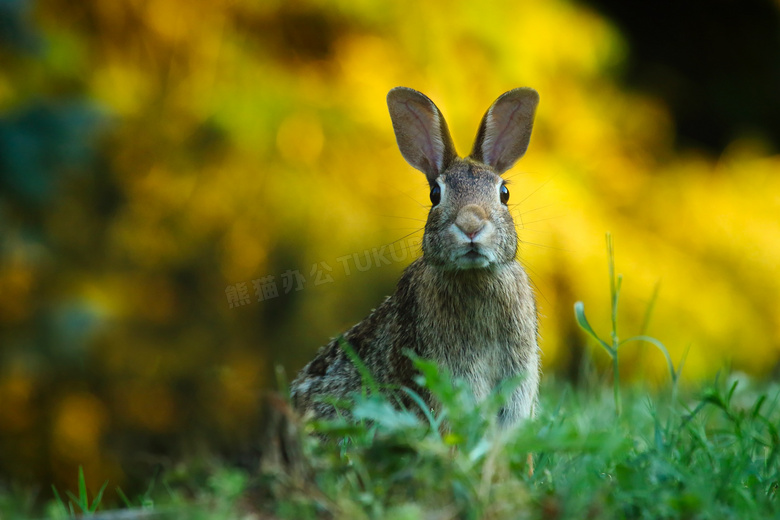 在竖着耳朵的机警兔子摄影高清图片
