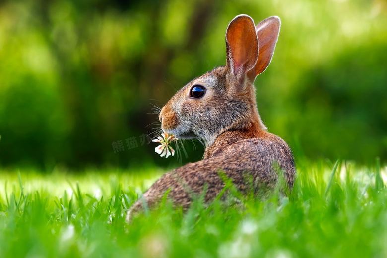 嘴里叼着一朵花的野兔摄影高清图片