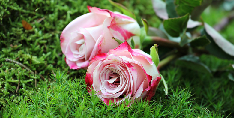 放在草地上的玫瑰鲜花摄影高清图片
