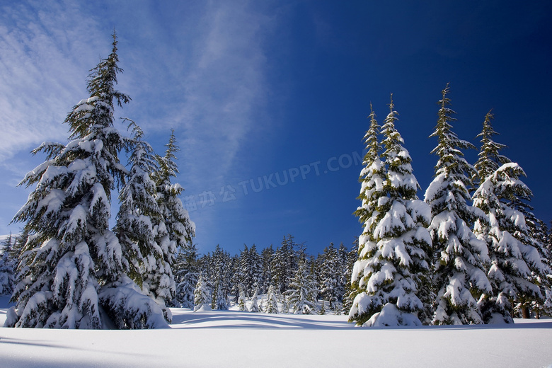 挂着厚厚积雪的针叶林摄影高清图片