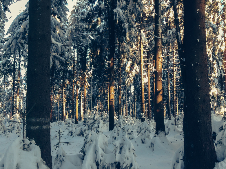被冰雪覆盖的林间树木摄影高清图片