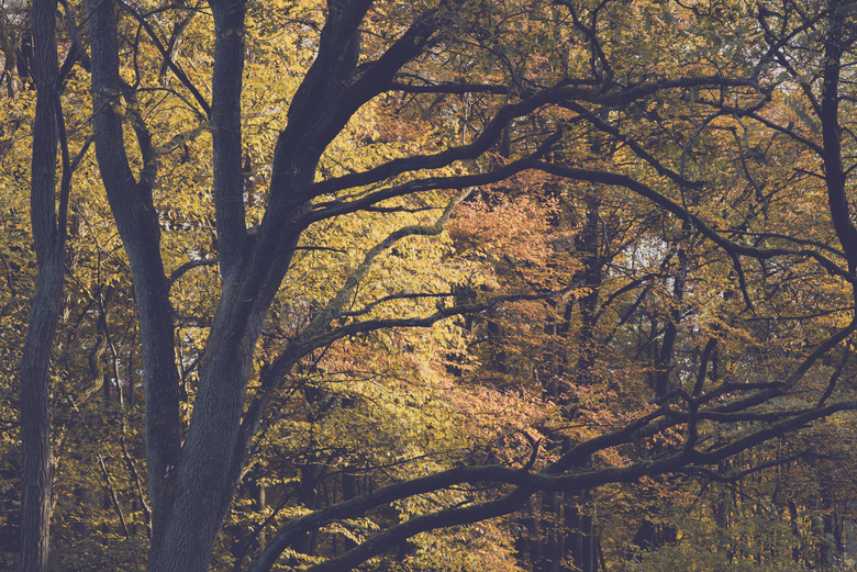 入秋后的茂密树林风光摄影高清图片