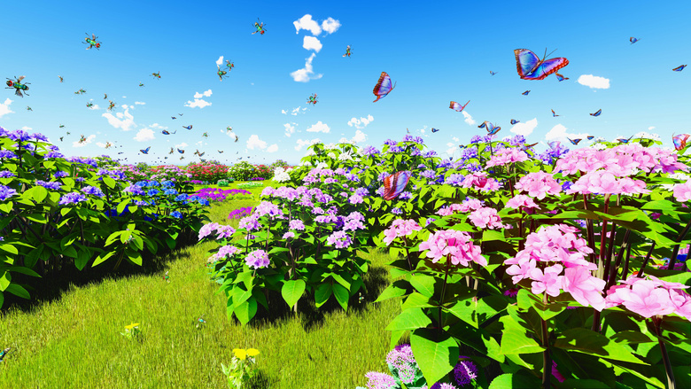 蓝天与招蜂引蝶的花卉植物高清图片