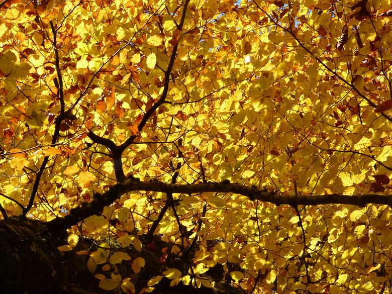 秋天枝头上泛黄的树叶摄影高清图片