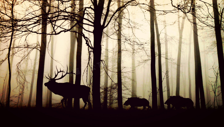 雾气蔼蔼树林中的动物摄影高清图片