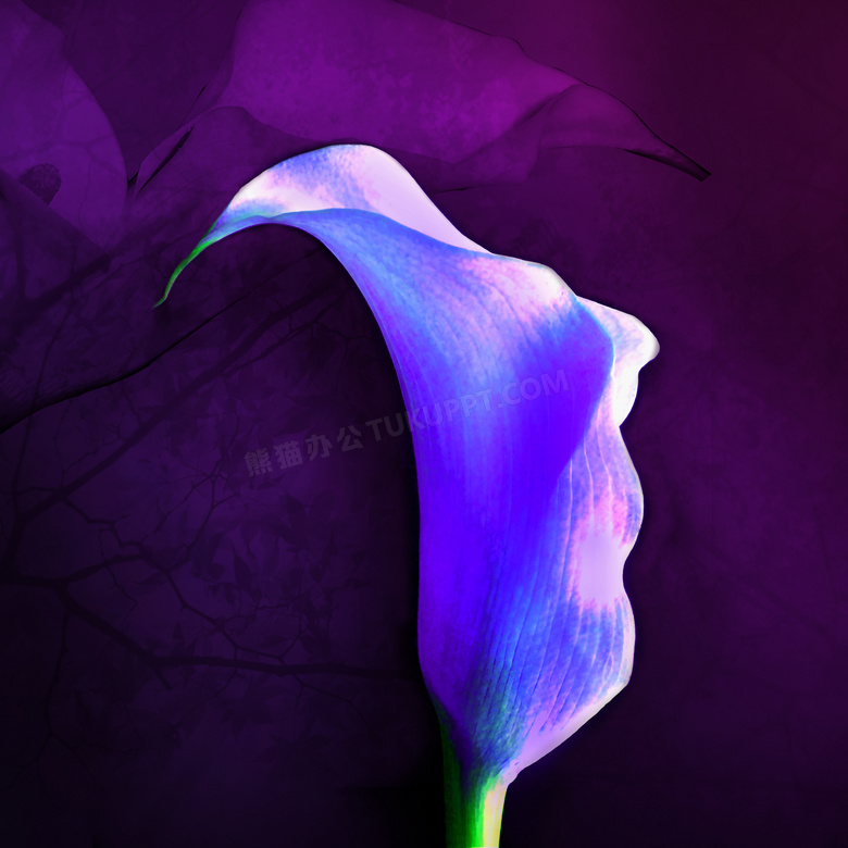 紫色马蹄莲花朵图案无框画高清图片