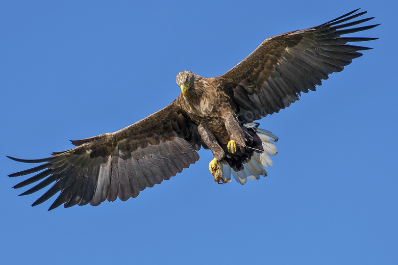 展翅翱翔于蓝天上的鹰摄影高清图片