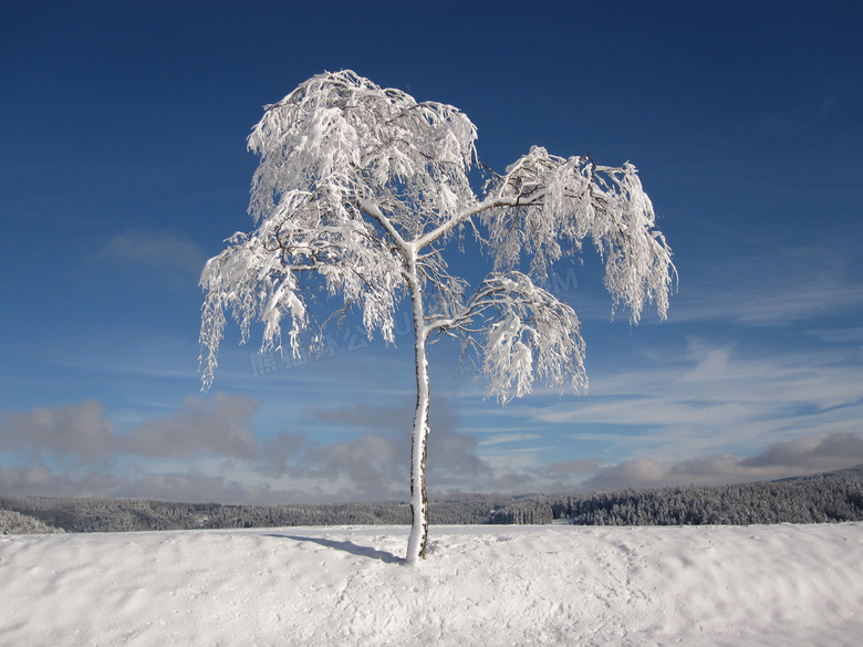 树枝树身满是积雪的一棵树高清图片