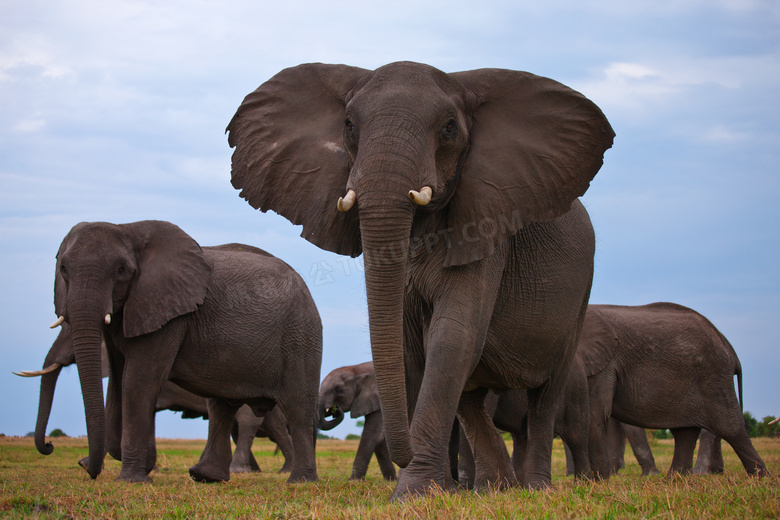 草原上三五成群的大象摄影高清图片