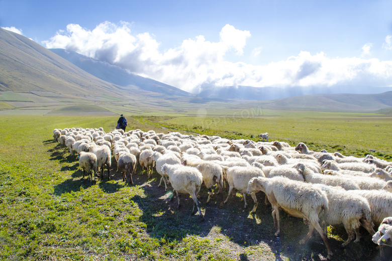 在草原上跟着牧羊人的羊群高清图片
