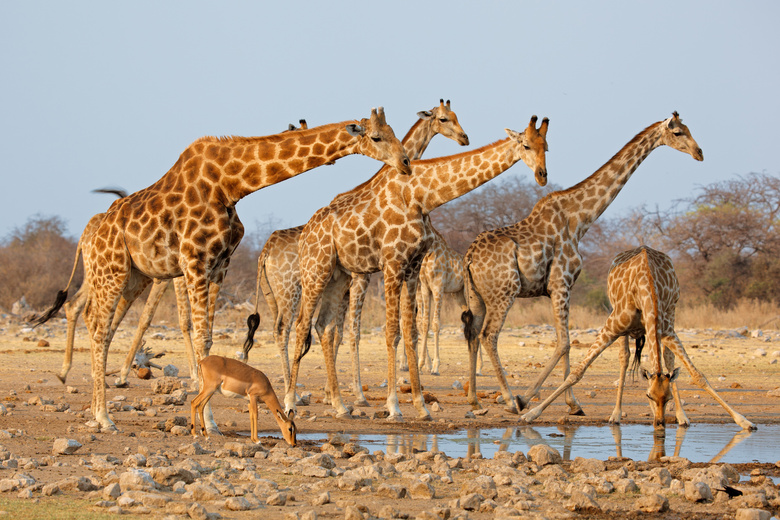 在水塘边喝水的长颈鹿摄影高清图片