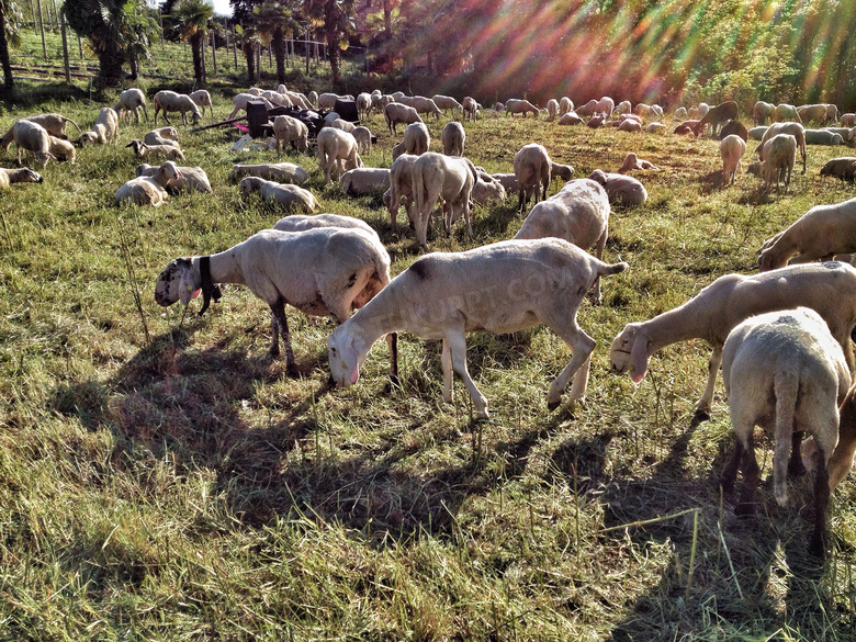 牧场毛被剪光光的绵羊摄影高清图片