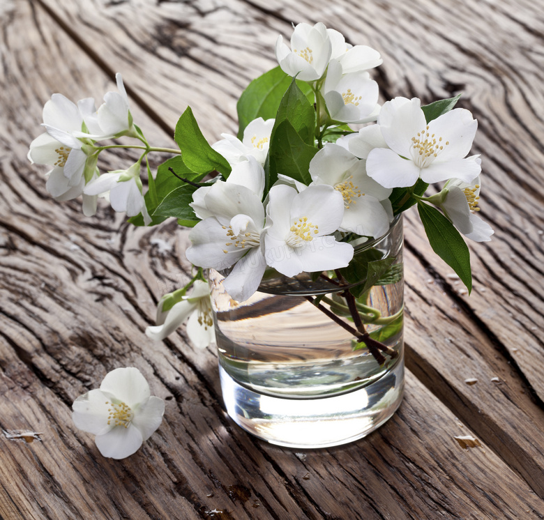 在玻璃杯里的白色鲜花微距高清图片