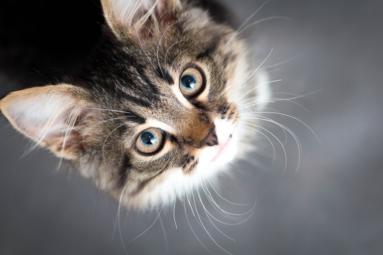 高昂着头的可爱猫微距摄影高清图片