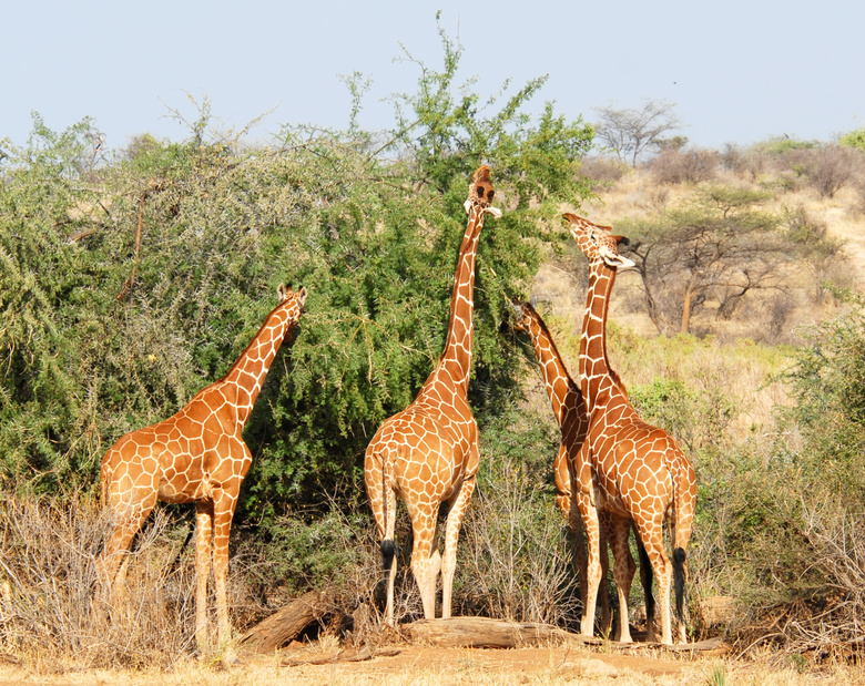 伸长了脖子吃树叶的长颈鹿高清图片