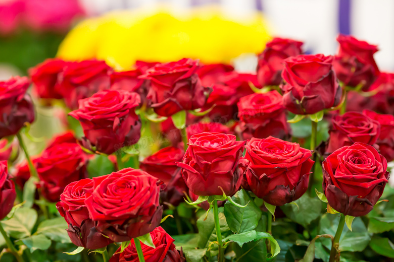 鲜艳红色玫瑰花卉植物摄影高清图片