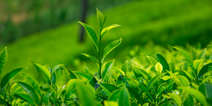茶叶背景图片大全_茶叶背景素材下载_熊猫办公