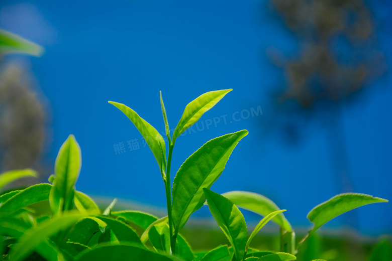 还没有采摘的茶叶特写摄影高清图片