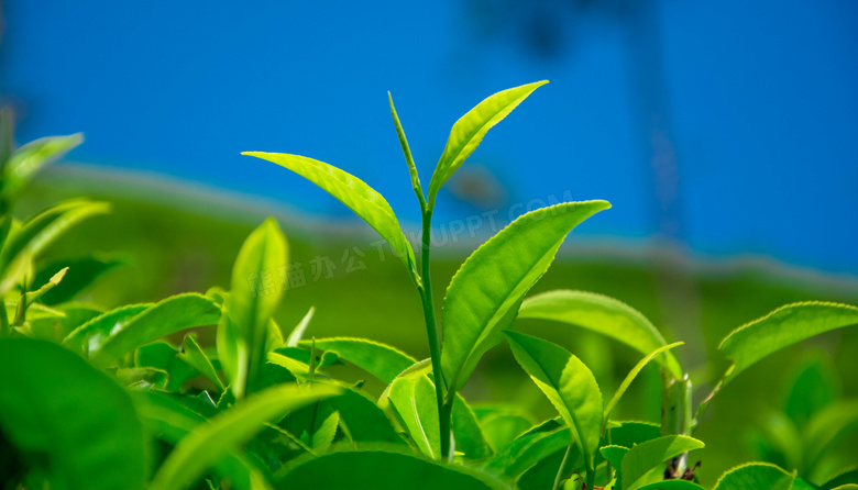 嫩绿色的茶叶植物微距摄影高清图片