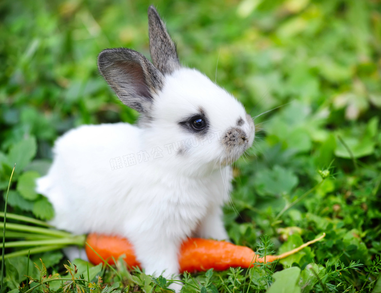 胡萝卜上的灰耳朵的白兔子高清图片