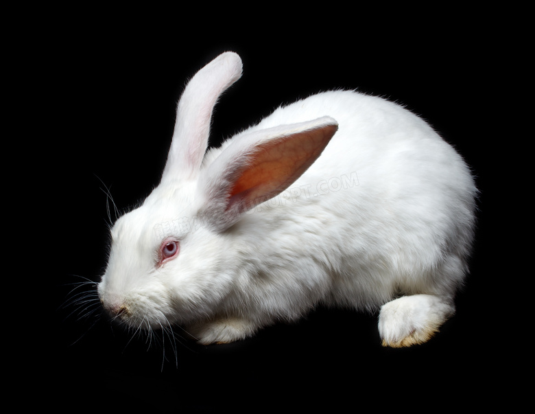 黑色背景上的白色兔子摄影高清图片