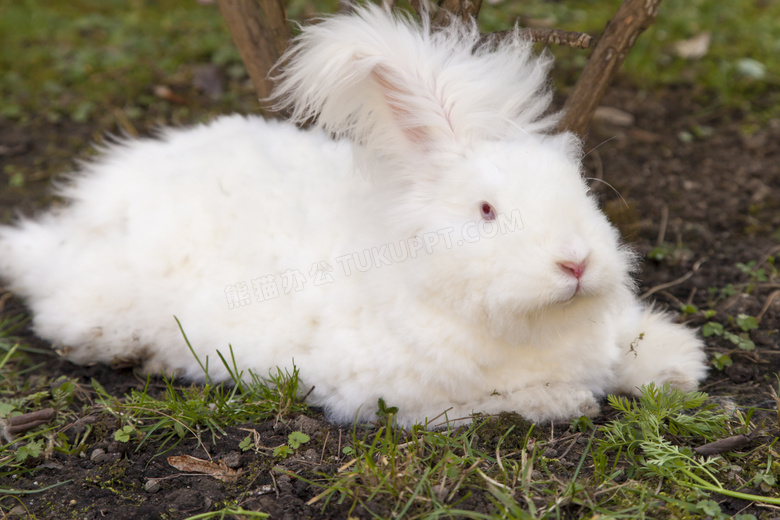 趴着的白色长毛兔特写摄影高清图片