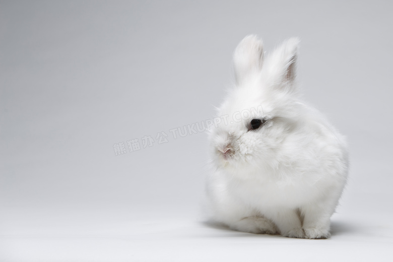 温顺胖胖的小白兔特写摄影高清图片