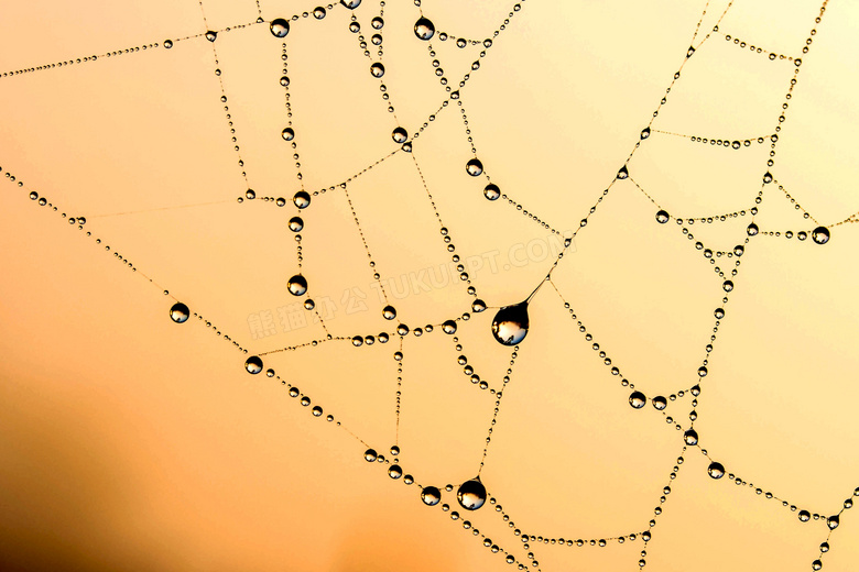 挂有水珠的蜘蛛网微距摄影高清图片