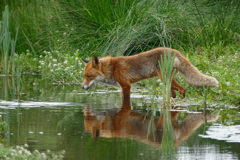 到河里喝水的狐狸动物摄影高清图片