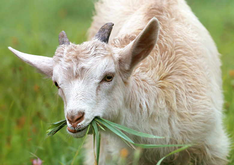 在悠哉吃着草的小山羊摄影高清图片