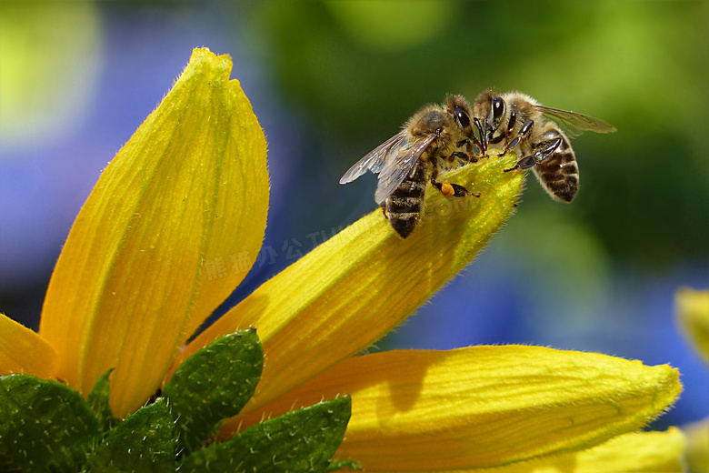 黄色花瓣上的两只蜜蜂摄影高清图片