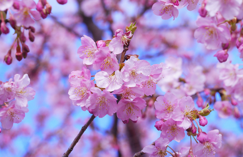 树枝上粉红色樱花特写摄影高清图片