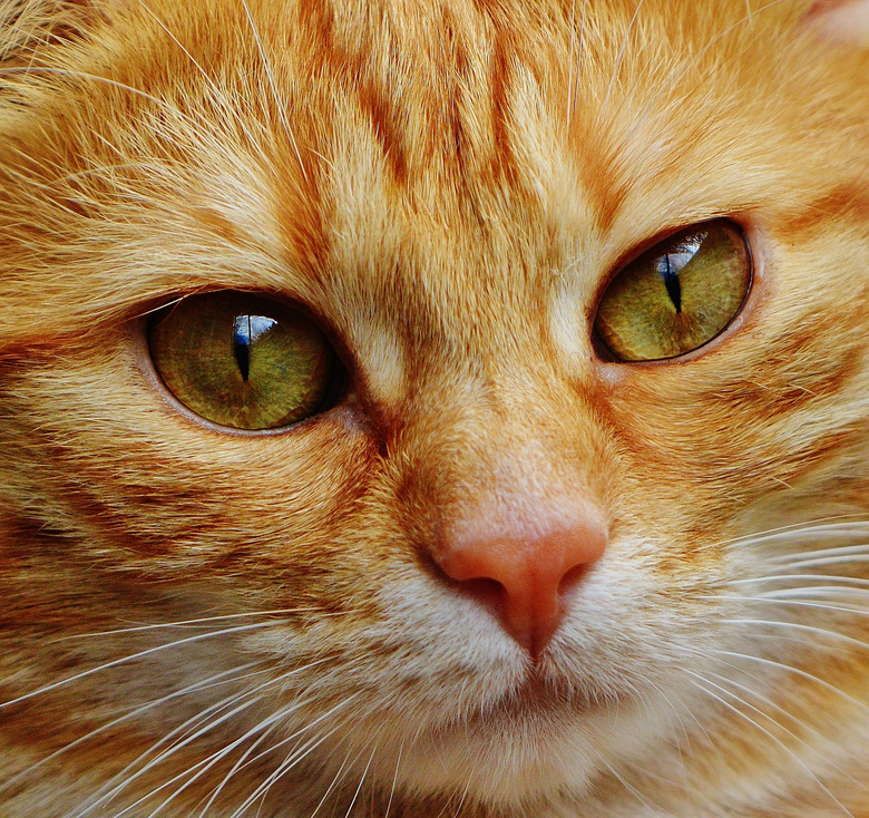 大眼睛小猫咪近景特写摄影高清图片