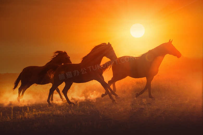 奔跑在草原上的几匹马摄影高清图片