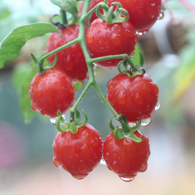 藤蔓上的新鲜番茄特写摄影高清图片