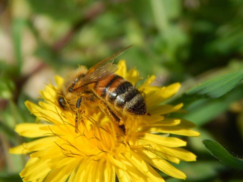 辛劳的小蜜蜂近景特写摄影高清图片