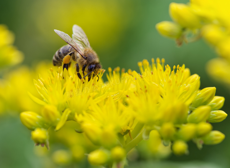 在采蜜的蜜蜂微距特写摄影高清图片