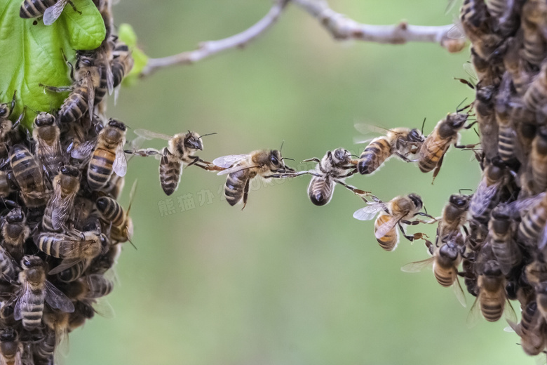 团体协作精神的小蜜蜂摄影高清图片