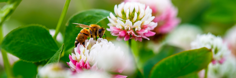 花丛中的蜜蜂微距特写摄影高清图片