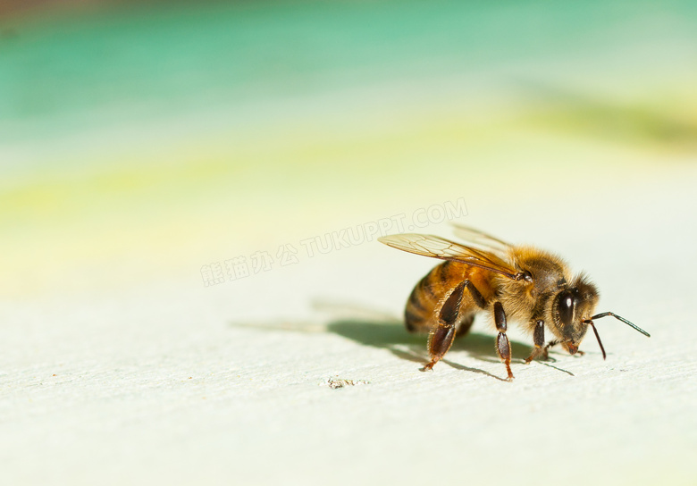 清晰可见到绒毛的蜜蜂特写高清图片
